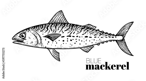 Hand drawn sketch style Blue Mackerel. Fish restaurant menu element. Best for seafood market designs. Vector illustration.