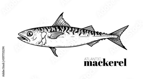 Hand drawn sketch style Atlantic Mackerel. Fish restaurant menu element. Best for seafood market designs. Vector illustration.