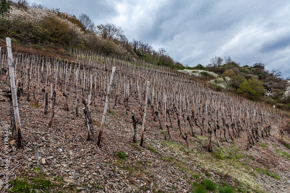 Naklejka premium Winemakers in the Ahr valley wine region focus on quality rather than quantity, which is why the region produces some award-winning wines.