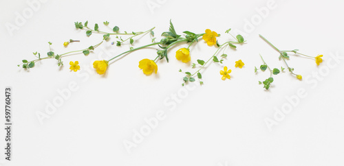 yellow wild flowers on white background