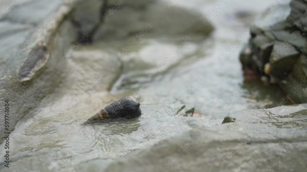 波に流されるホソウミニナ 波に流されるホソウミニナ
