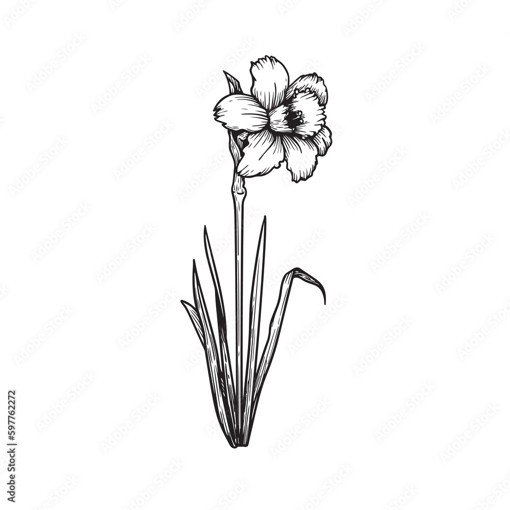 Hand drawn sketch style daffodil or narcissus flower drawing. Floral spring botanical collection. Vector illustration isolated on white background.