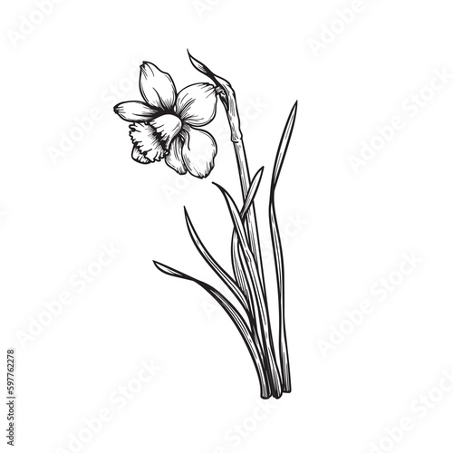 Hand drawn sketch style daffodil or narcissus flower drawing. Floral spring botanical collection. Vector illustration isolated on white background.