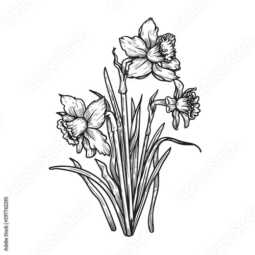 Hand drawn sketch style daffodil or narcissus flowers bouquet. Floral spring botanical collection. Vector illustration isolated on white background.