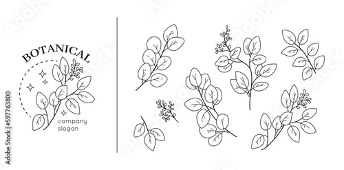 Eucalyptus monogram, herb design elements. Handmade frames with seed, elegant rustic leaves, greenery branches for logotype. Isolated line botanical elements. Vector botanical illustration
