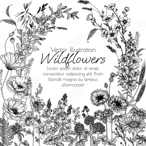 Vector frame of wild flowers and plants. Chamomile, clover, chicory, poppy, cornflower, bells, periwinkle, buttercup, veronica in engraving style