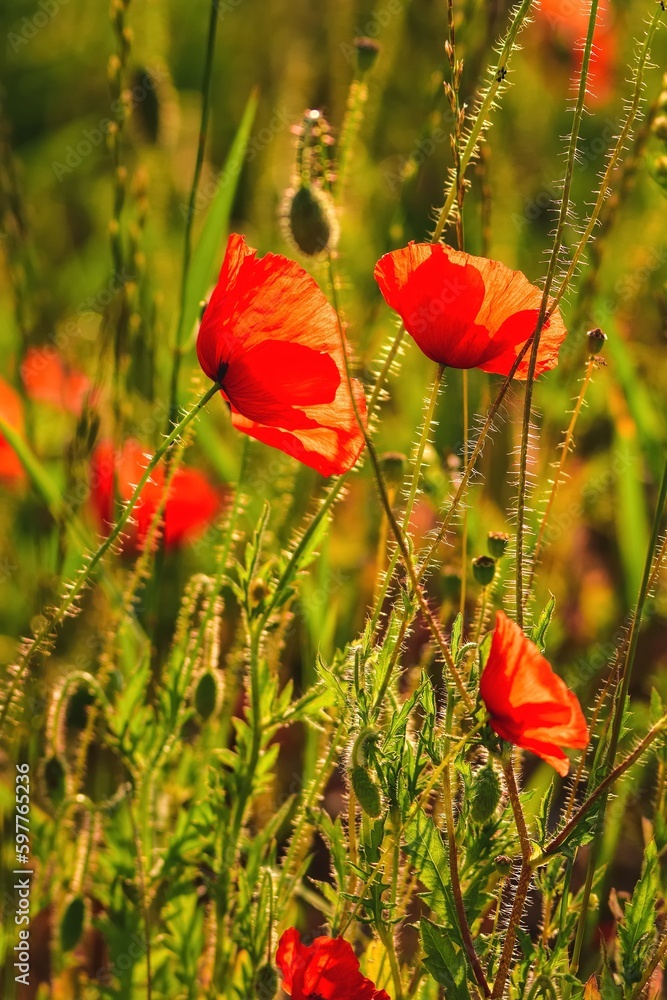 Obraz premium Beautiful red flowers on a green meadow in the countryside. Red poppies in green grass. Photo with a shallow depth of field.