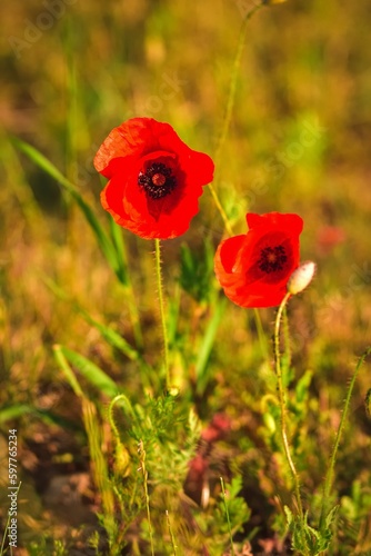 Beautiful red flowers on a green meadow in the countryside. Red poppies in green grass. Photo with a shallow depth of field.