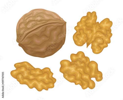 Vector walnut isolated on white background