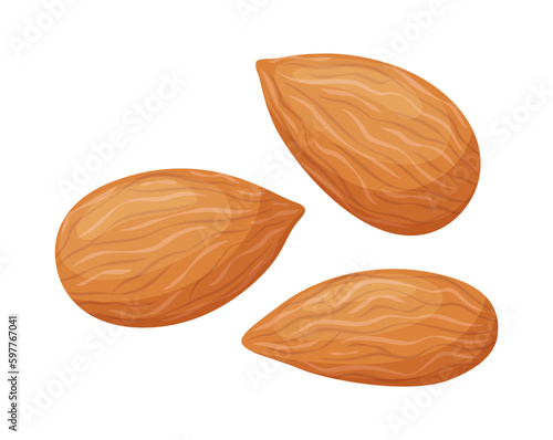 Vector almond isolated on white background