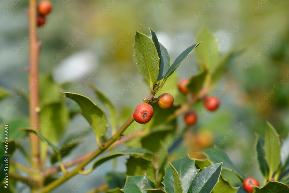 Common Holly branch with fruit