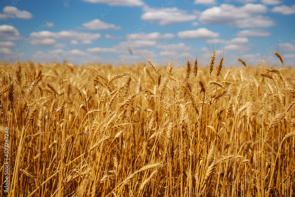Ripening golden wheat in sunlight with blue cloudy sky. Wheat field in rural meadows. Idea of a rich harvest. Agricultural farm. Ripening golden wheat in sunlight with blue cloudy sky. Wheat field in rural meadows. Idea of a rich harvest. Agricultural farm.