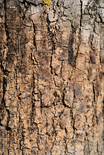 Globehead Common ash tree bark detail