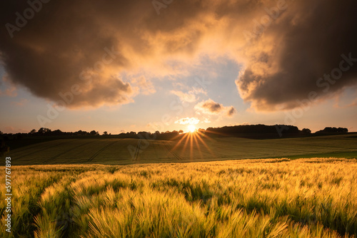 sunset sunlight over wheat cultivated hills