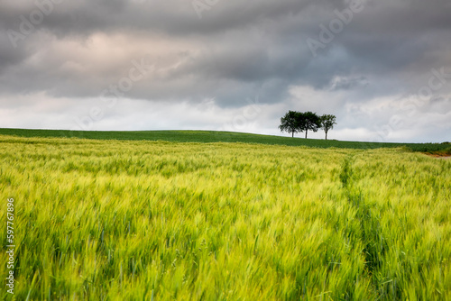 when field and cloudy sky