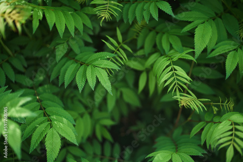 Sorbaria sorbifolia  the leaves of shrub. Green background  the plant in the nature with copy space. High quality photo