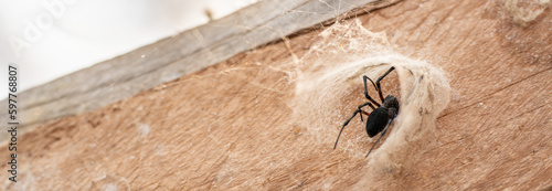 Dark black spider in its cave tunnel on wooden support beam