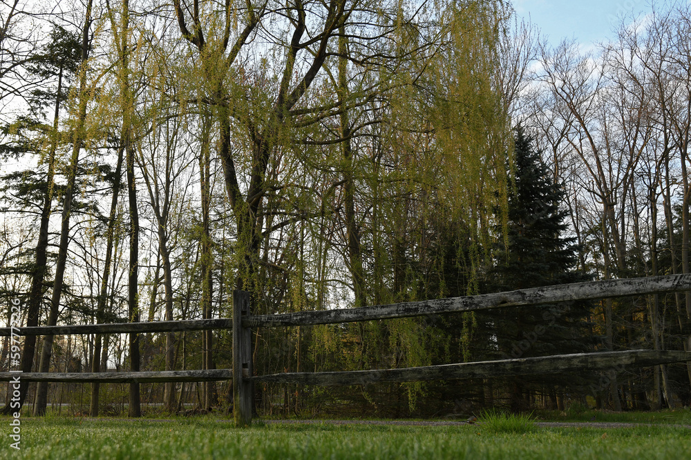 Weeping Willow with rustic country fence