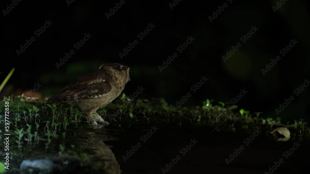 Collared scops owl drinking water in pound. Collared scops owl drinking water in pound.