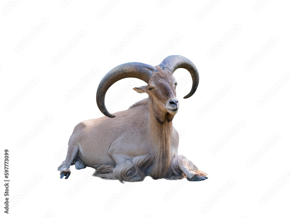 Libyan Barbary Sheep (Ammotragus lervia fassini) isolated on white background