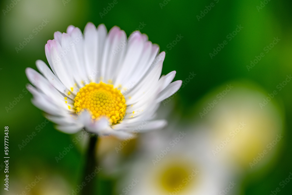 Obraz premium Fiori di Primavera