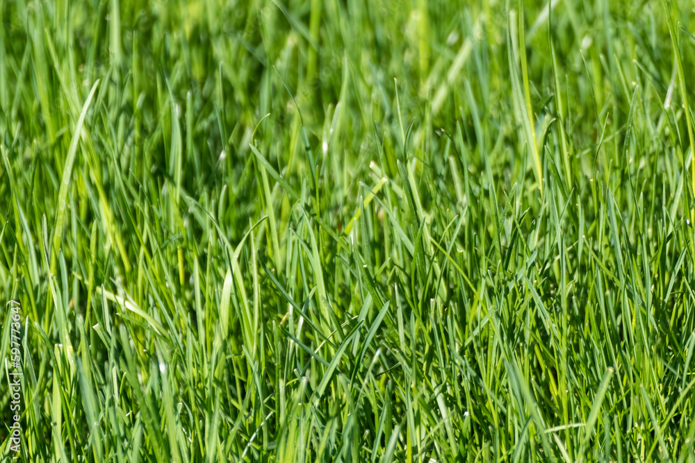 Green grass close-up background. Natural fresh weed shining lawn background. Vibrant spring nature pattern