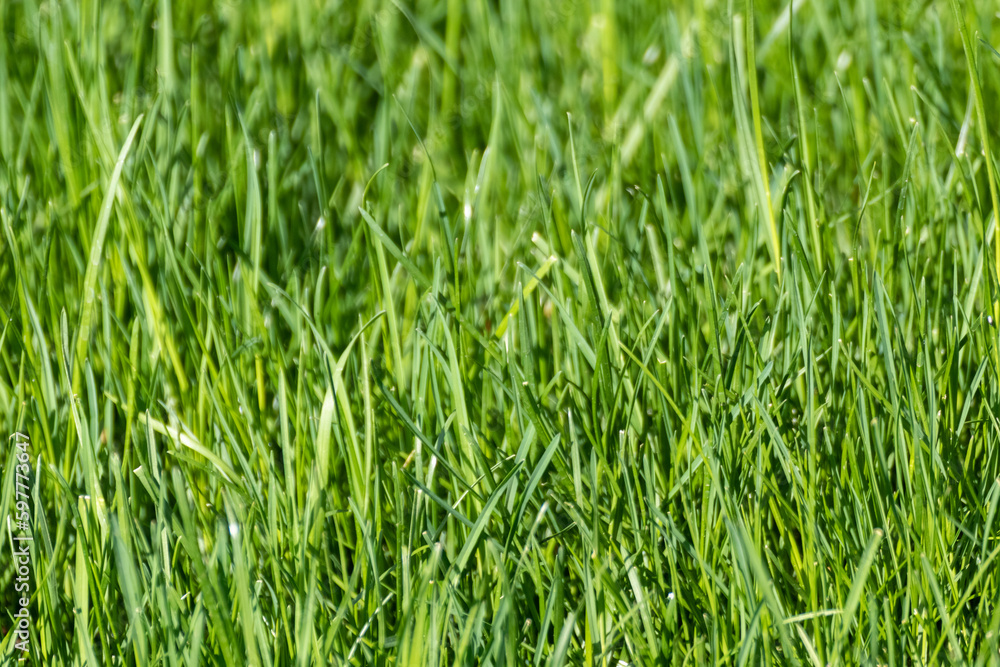 Green grass close-up background. Natural fresh weed shining lawn background. Vibrant spring nature pattern Green grass close-up background. Natural fresh weed shining lawn background. Vibrant spring nature pattern