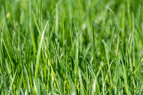 Green grass close-up details on blurred background. Natural fresh weed shining lawn background. Vibrant spring nature pattern