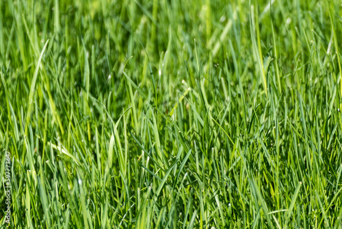 Green grass close-up background. Natural fresh weed shining lawn background. Vibrant spring nature pattern