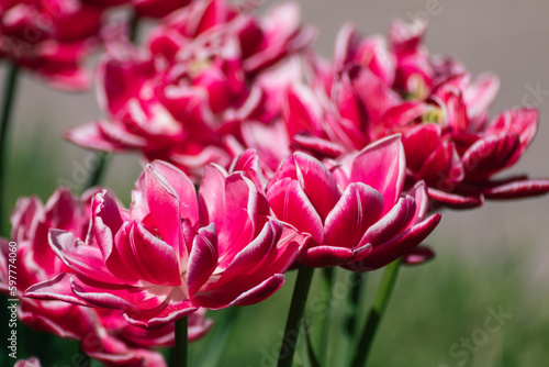 Pink with white decorative tulips flowers blooming with greenery, sunny spring flowerbed close-up with green background © Kathrine Andi
