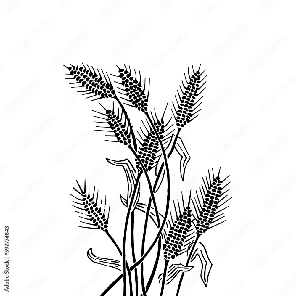 Black and white sketch of wheat and wheat ears, hand drawn in engraving style. Black and white sketch of wheat and wheat ears, hand drawn in engraving style.