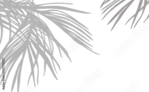 Coconut Palm Leaves Shadow, Tropical Laves Overlay