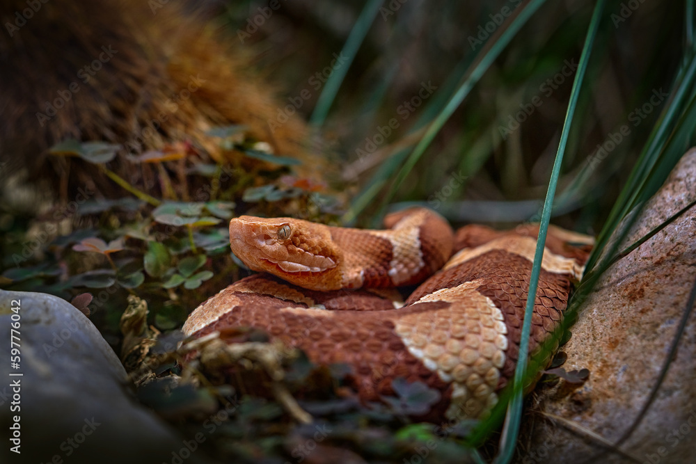 Trans-Pecos Copperhead Agkistrodon contortrix pictigaster, Texas, North Mexico. Viper in the nature habitat. Wildlife nature. Braun orange snake. Trans-Pecos Copperhead Agkistrodon contortrix pictigaster, Texas, North Mexico. Viper in the nature habitat. Wildlife nature. Braun orange snake.