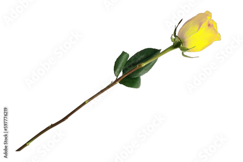 beautiful close-up yellow rose isolated on transparent background #597776219