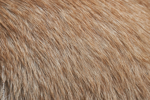 brown dog fur texture background. close up brown dog fur texture. brown dog fur texture