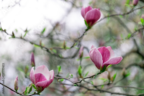 Magnolia soulangeana purple flowering tree in spring  large flowers