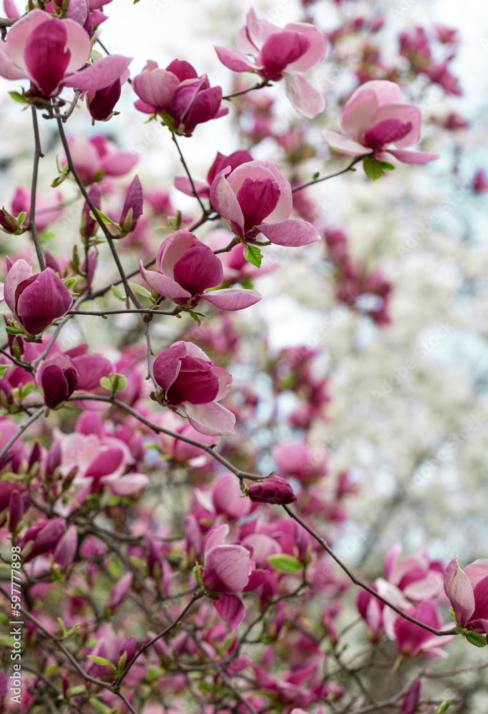 Magnolia soulangeana purple flowering tree in spring, large flowers Magnolia soulangeana purple flowering tree in spring, large flowers
