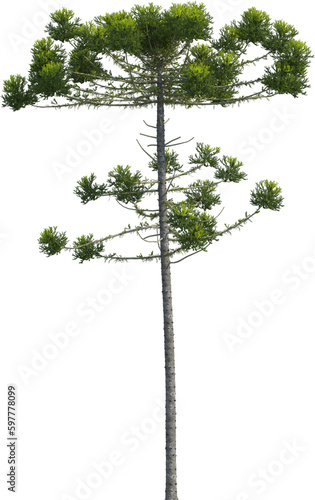 Side view of Araucaria Angustifolia Tree photo