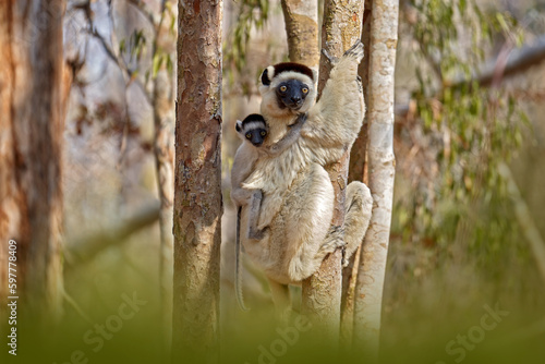 Wildlife Madagascar, Verreauxs Sifaka, Propithecus verreauxi, monkey with young babe cub in Kirindy Forest, Madagascar. Lemur in the nature habitat. Sifaka on the tree, sunny day.