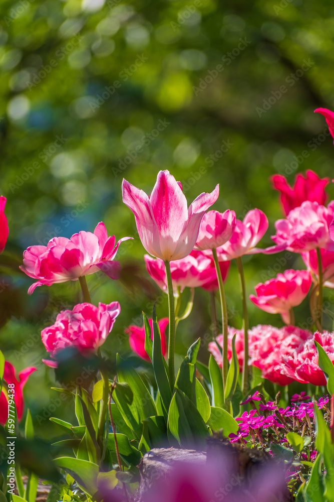 Fototapeta premium 春の花壇に咲くチューリップの花