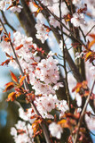 Flowers of japanese Cherry. Blomming Sakura.