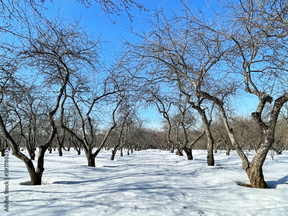 Apple orchard in Kolomenskoye Park in early spring. Russia, the city of Moscow Apple orchard in Kolomenskoye Park in early spring. Russia, the city of Moscow
