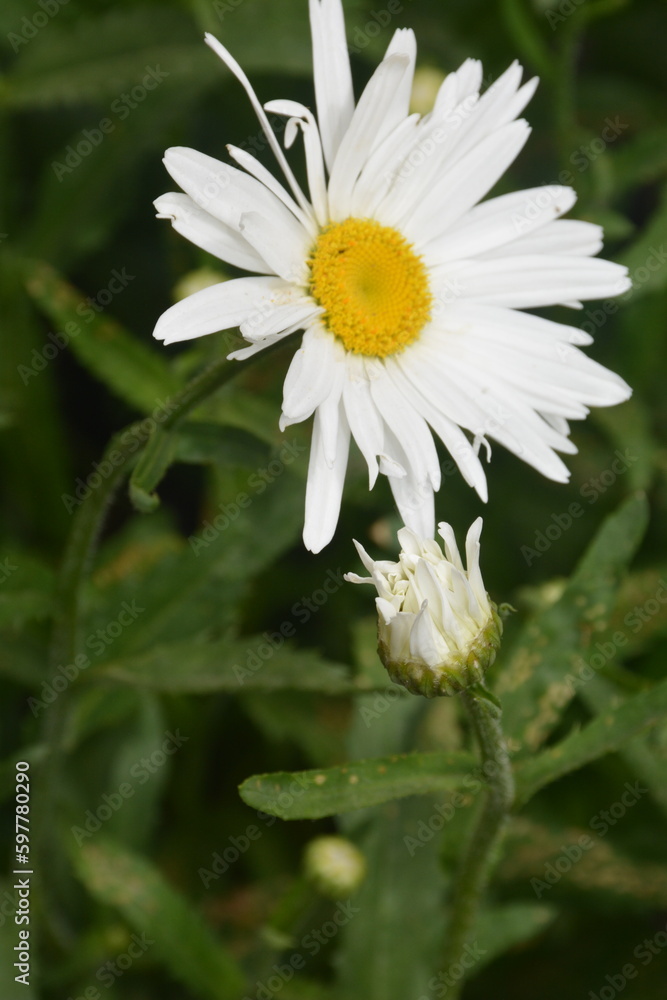 Obraz premium white daisy flower