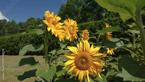 The sunflower plants in the garden on a hot sunny day outside in Estonia