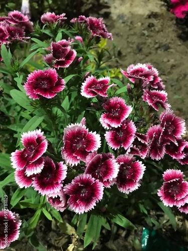 pink dianthus flowers in garden image