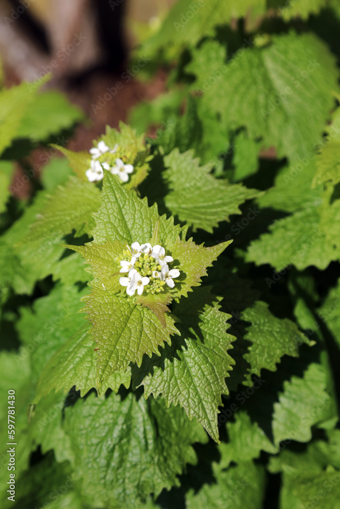 Closeup of a Garlic Mustard plant, Derbyshire England
Closeup of a Garlic Mustard plant, Derbyshire England