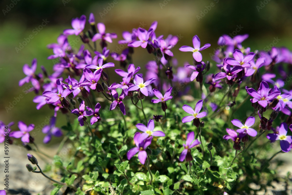 Macro image of Garden Aubrieta in Spring, Derbyshire England
Macro image of Garden Aubrieta in Spring, Derbyshire England