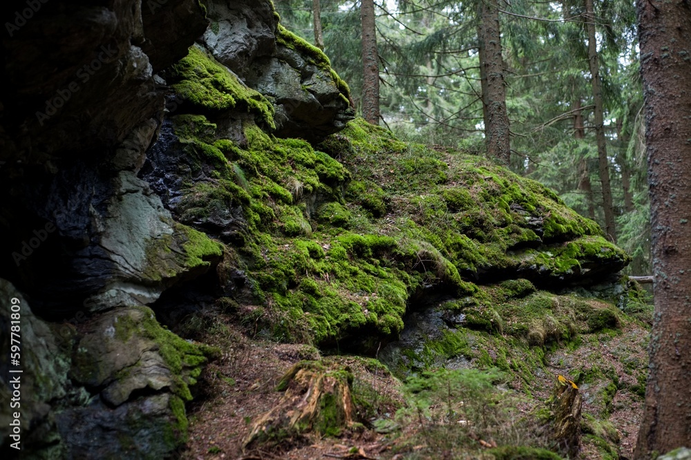 mossy rocks in deep forest mossy rocks in deep forest