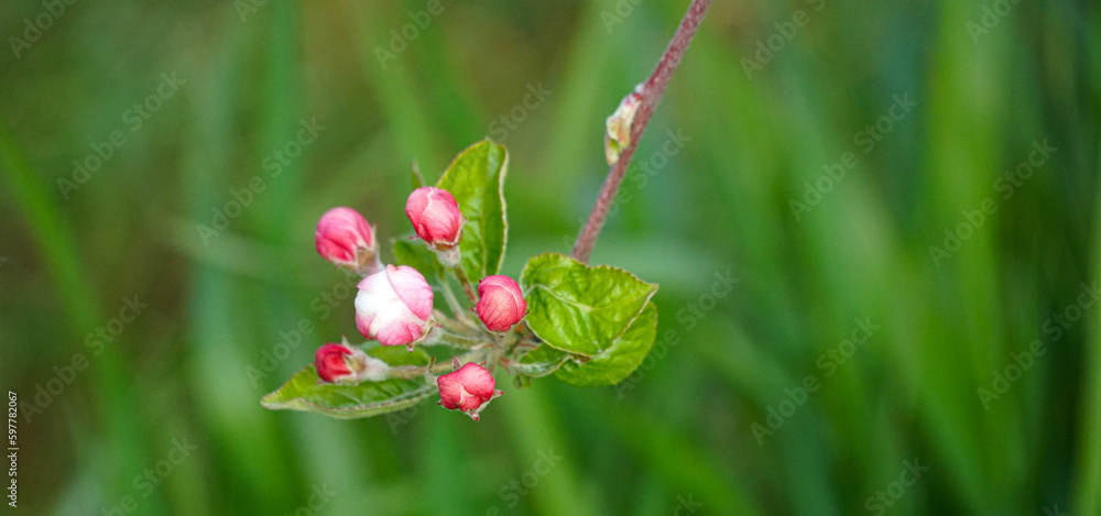 beautiful flowers on a branch of an apple tree ,blooming orchard in spring, and of april, beginig of may beautiful flowers on a branch of an apple tree ,blooming orchard in spring, and of april, beginig of may