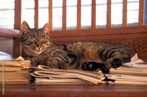 Fotografie Sleeping tabby cat on old magazines on a wooden bench indoors